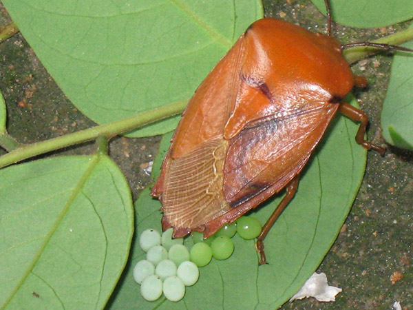 臭虫